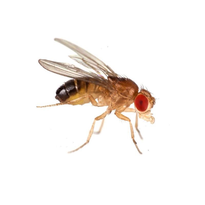 Musculite Drosophila melanogaster - imagine 3